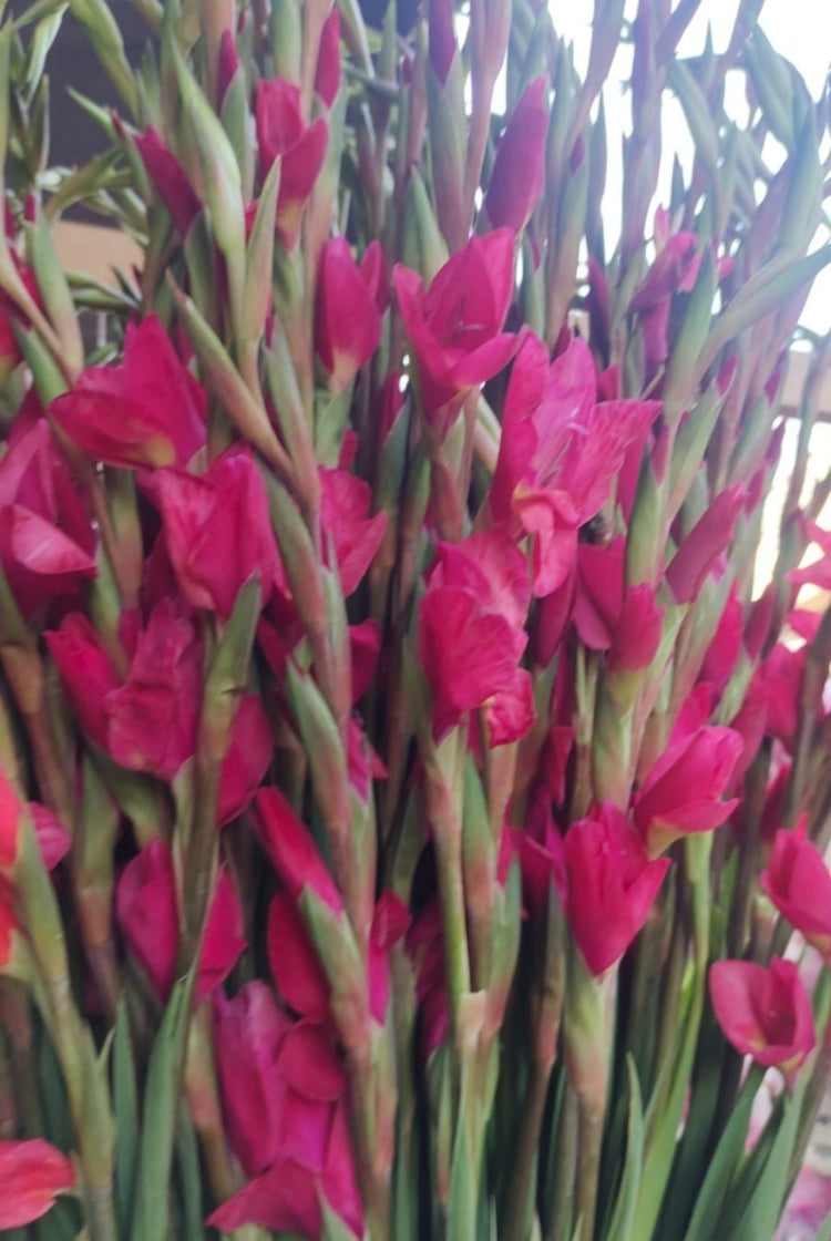 Glad Flower