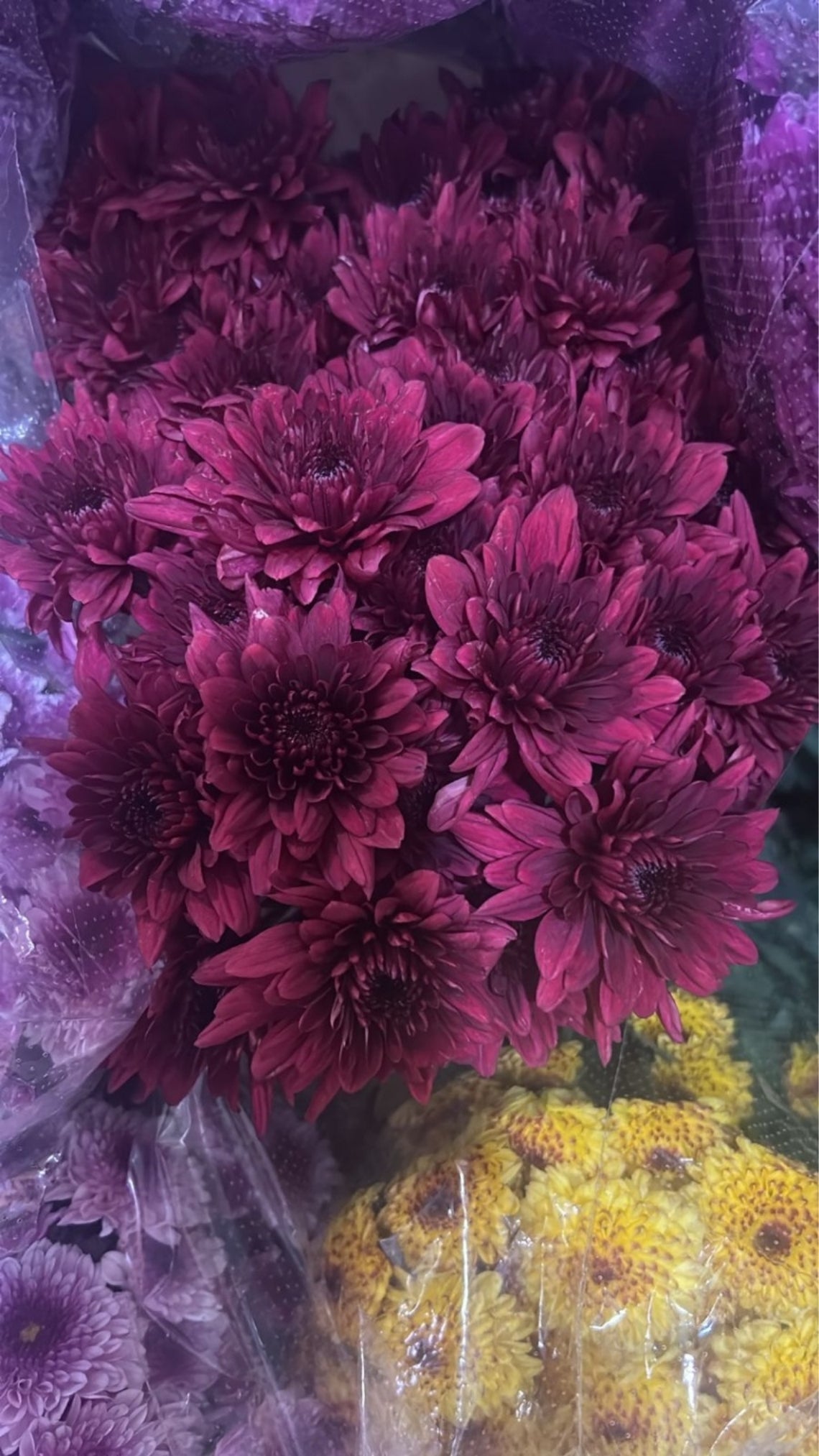 Dazi Flower