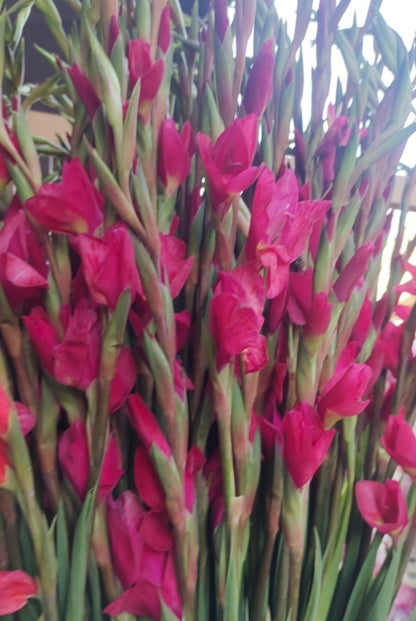Glad Flower