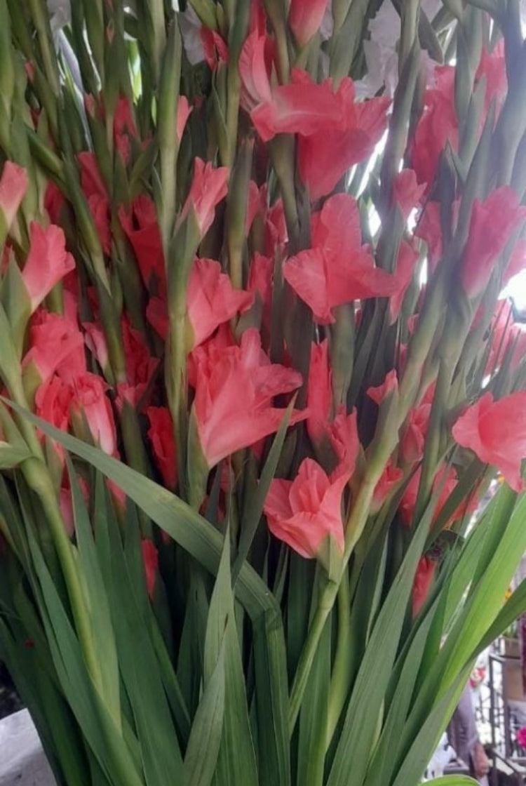 Glad Flower