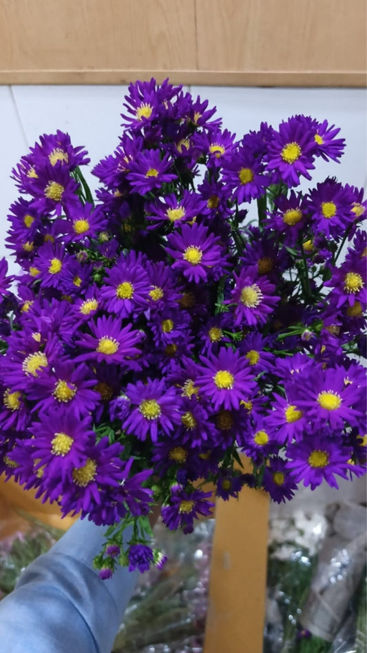 Aster Flower