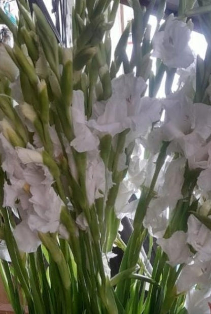 Glad Flower