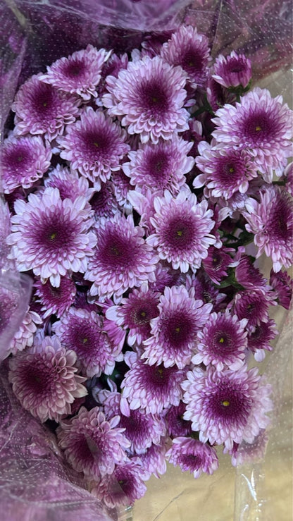 Dazi Flower