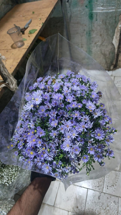 Aster Flower