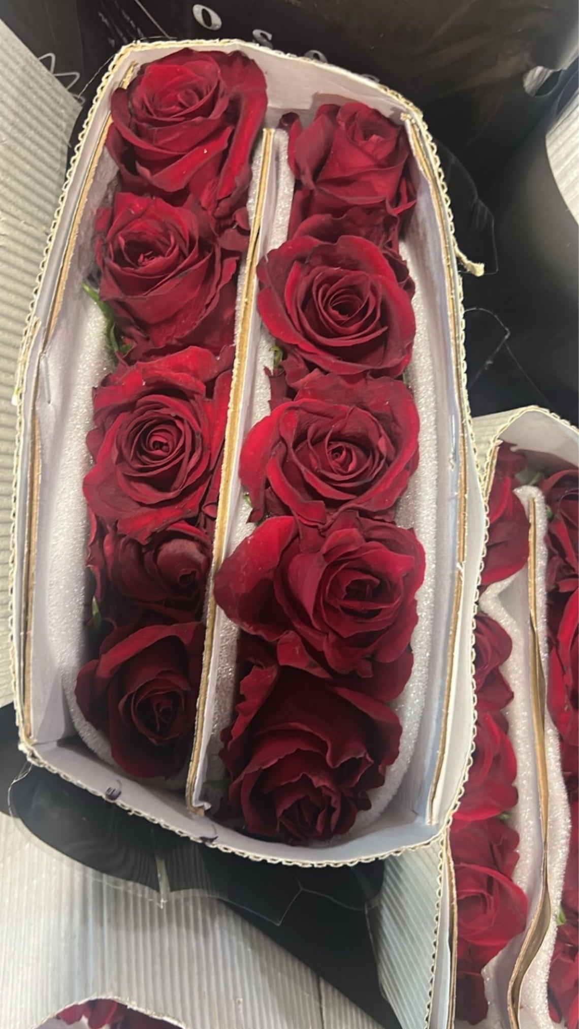 Imported Roses