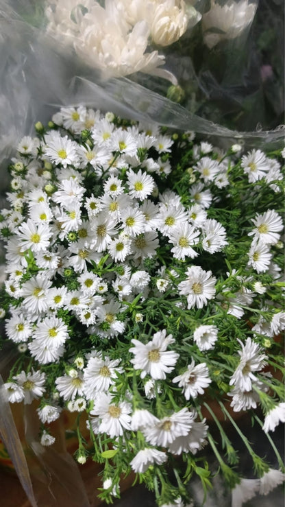 Aster Flower
