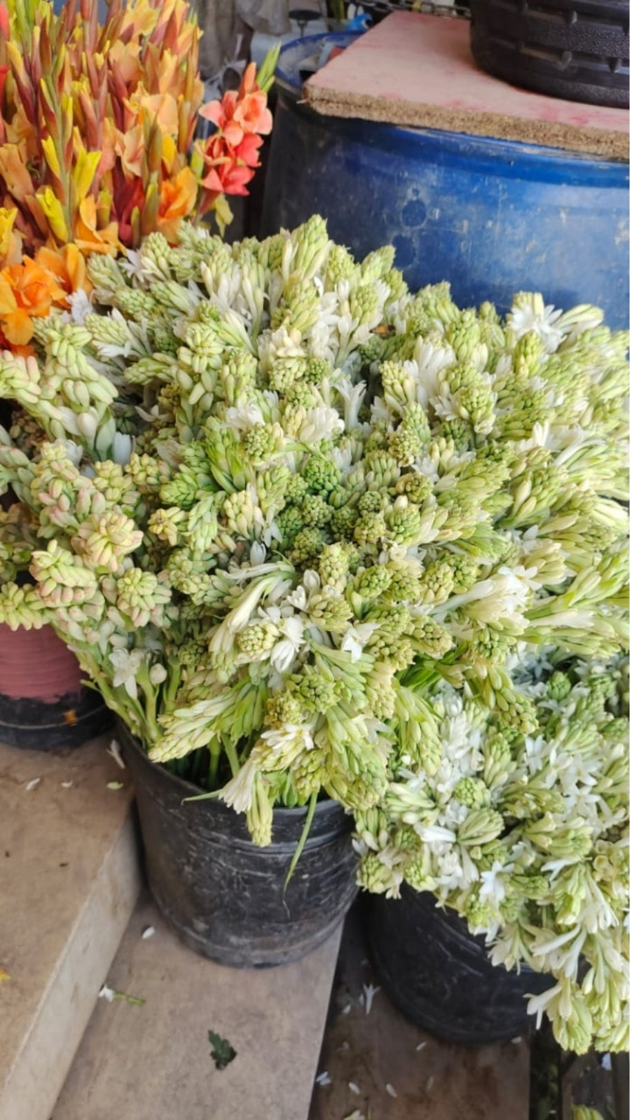 Teubroses