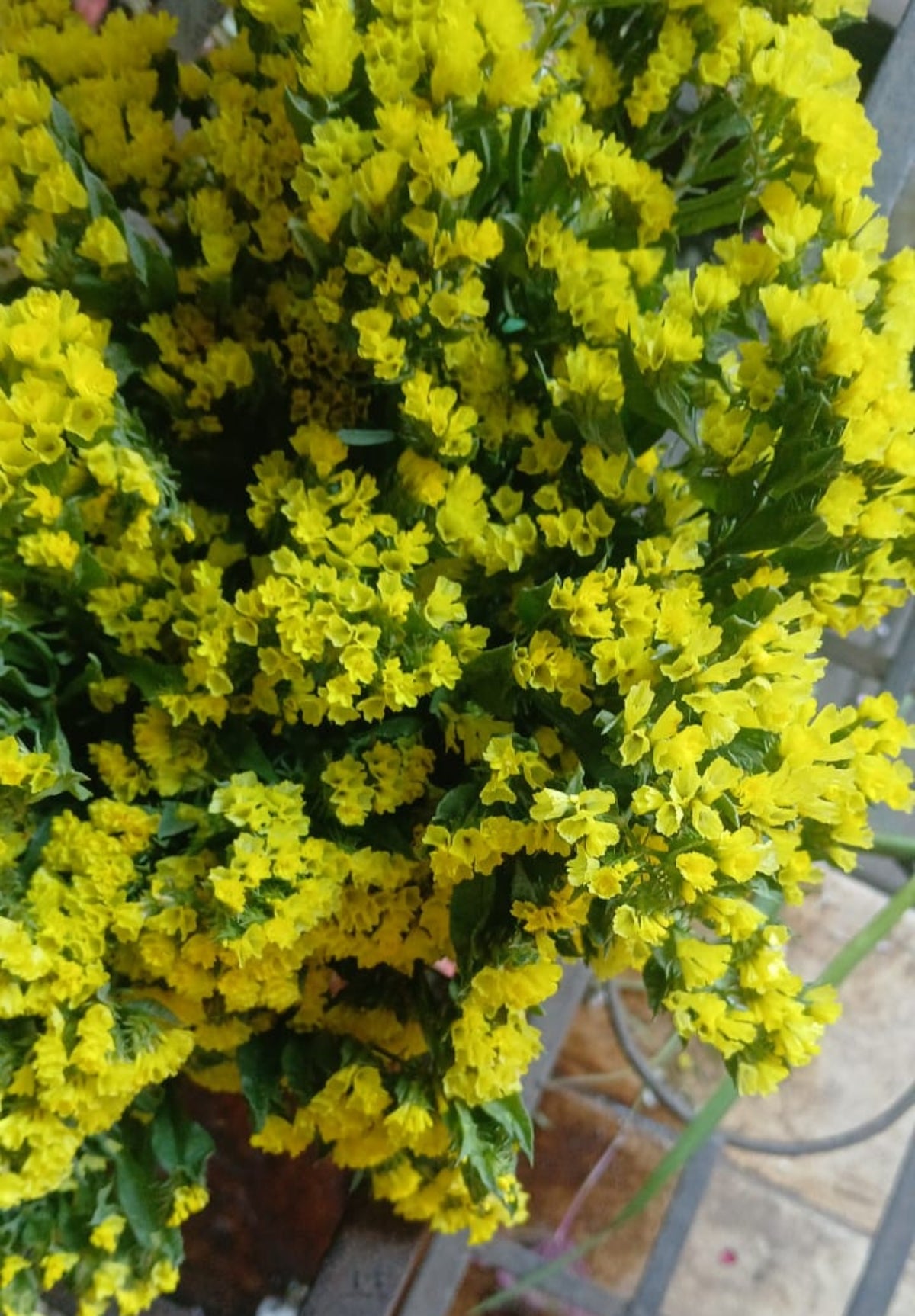 Status Flower