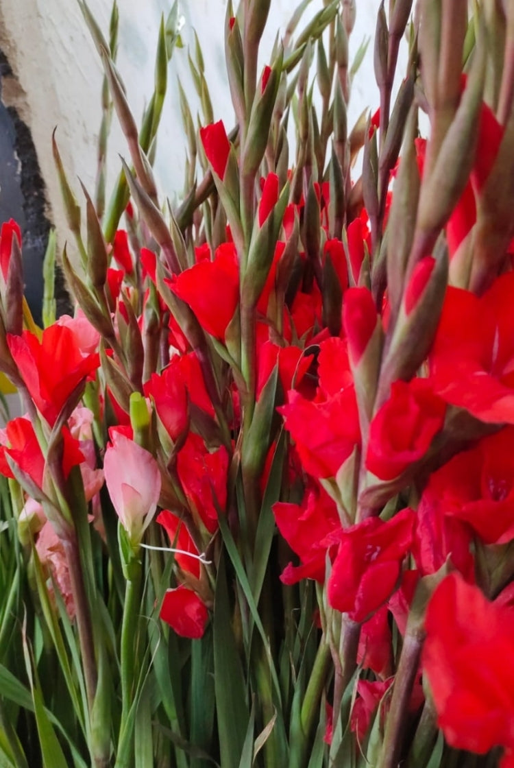Glad Flower