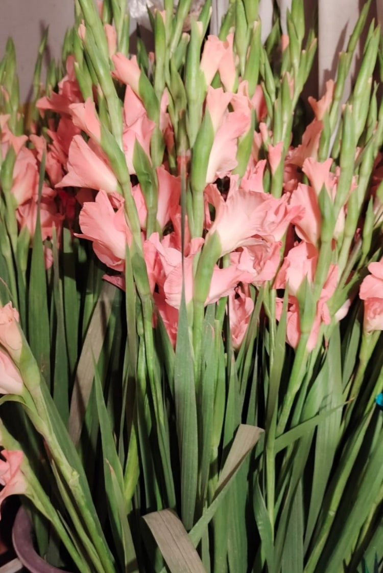 Glad Flower