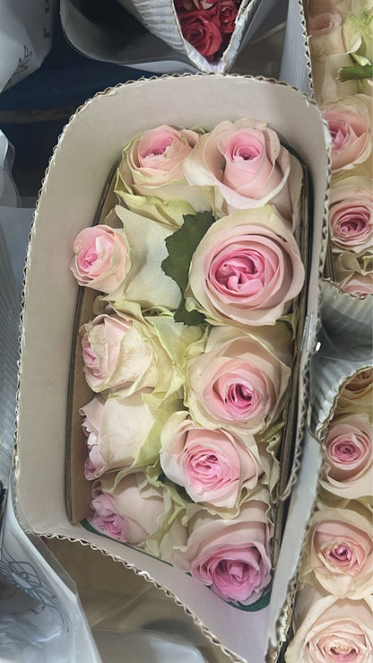 Imported Roses