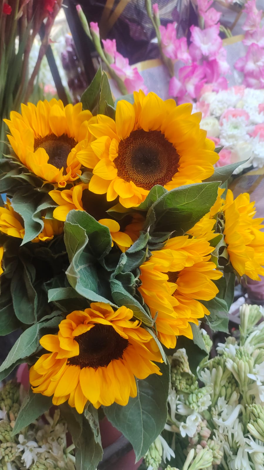 Sunflower
