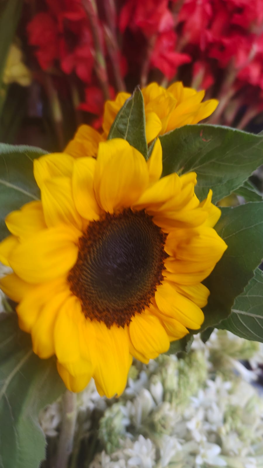Sunflower