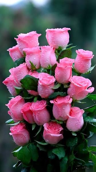 Pink Rose Bouquet
