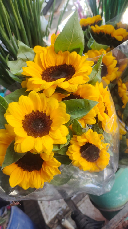Sunflower